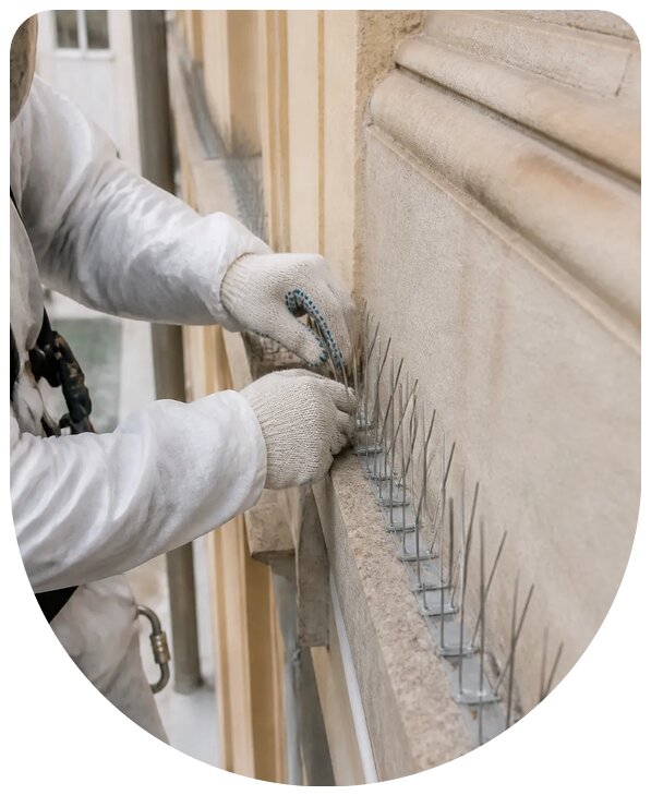 Монтаж антиприсадочных шипов от птиц на объектах в Гатчине